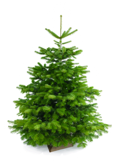 Sapin Nordmann 60/80 cm