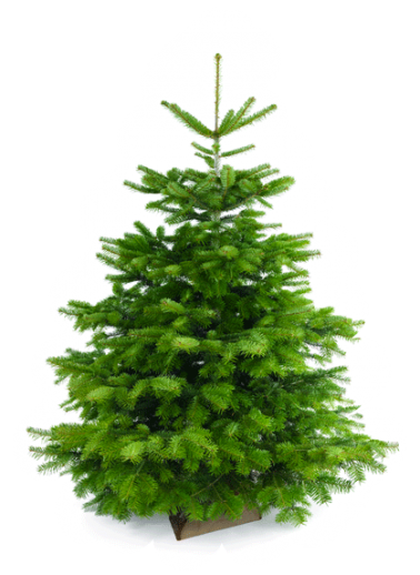 Sapin Nordmann 80/100 cm