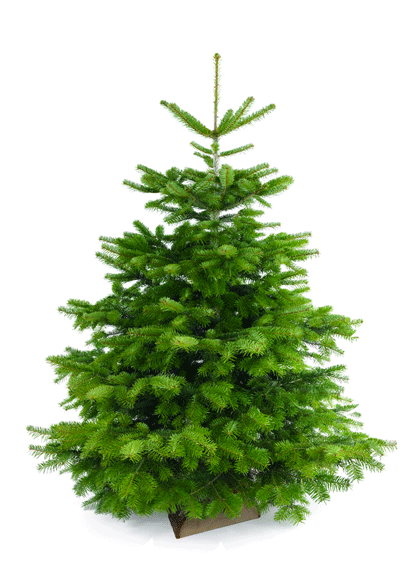 Sapin Nordmann 80/100 cm